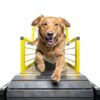 Tzechkii Dog Treadmill Iron Adjustable Height Heavy Duty-6